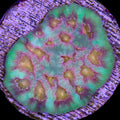 Baby's Breath Favia Coral