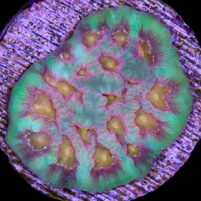 Baby's Breath Favia Coral