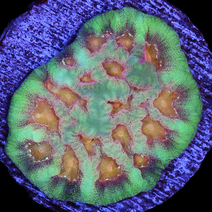 Baby's Breath Favia Coral
