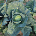 Cabbage SuperStar F1 Seed