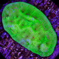 Convict Leptoseris Coral
