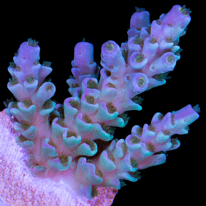 Emerald Prism Tenuis Acropora Coral - 800 Grown