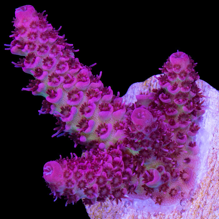Festive Acropora Coral - Lg Frag