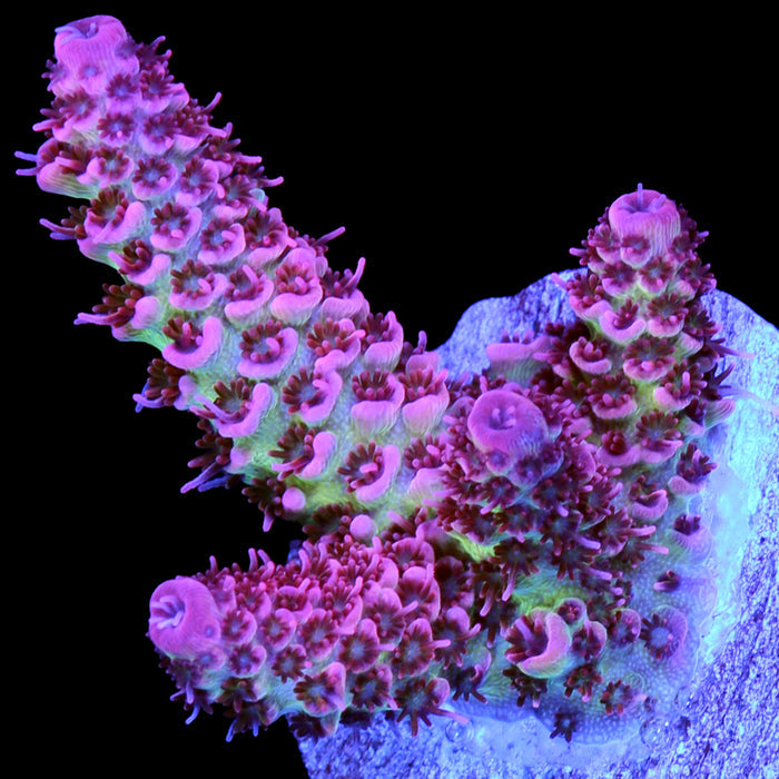 Festive Acropora Coral - Lg Frag