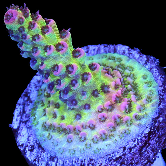 Festive Acropora Coral