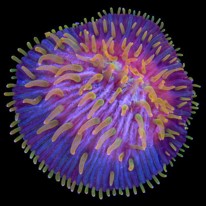 Flametip Diaseris Plate Coral