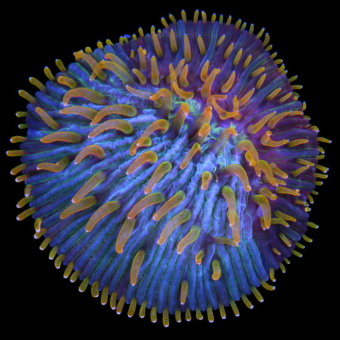 Flametip Diaseris Plate Coral