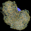 Golden Branching Hammer Coral