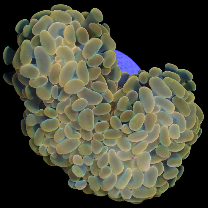 Golden Branching Hammer Coral