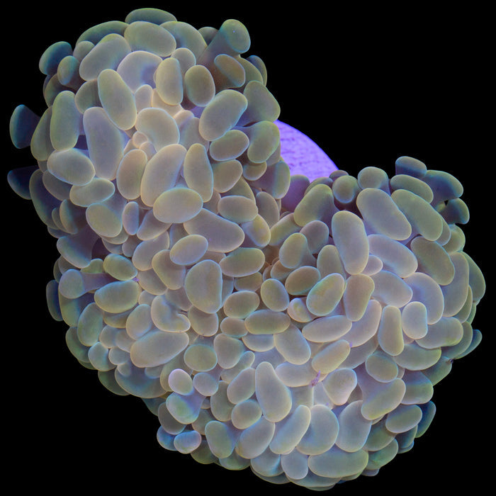 Golden Branching Hammer Coral