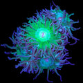 Green Duncan Coral