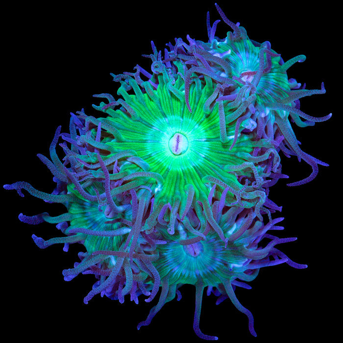 Green Duncan Coral