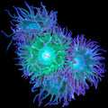 Green Duncan Coral