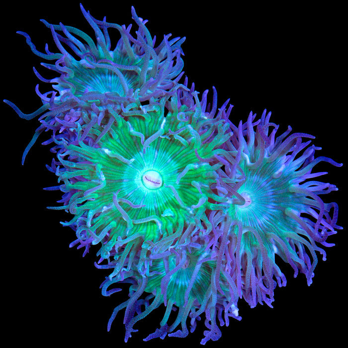 Green Duncan Coral