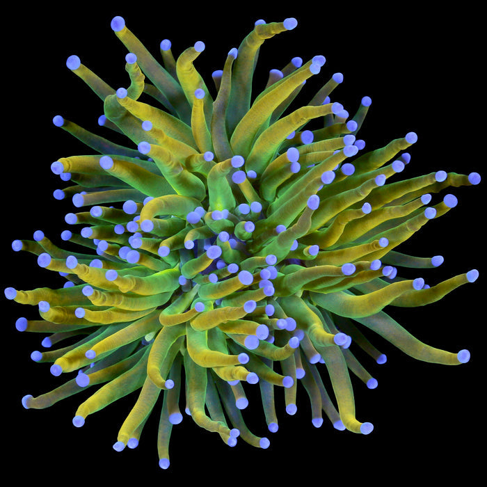 Holy Grail Torch Coral