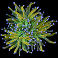 Holy Grail Torch Coral