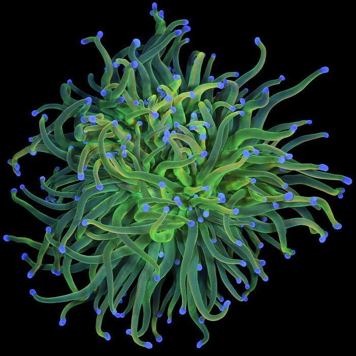 Holy Grail Torch Coral