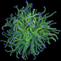 Holy Grail Torch Coral