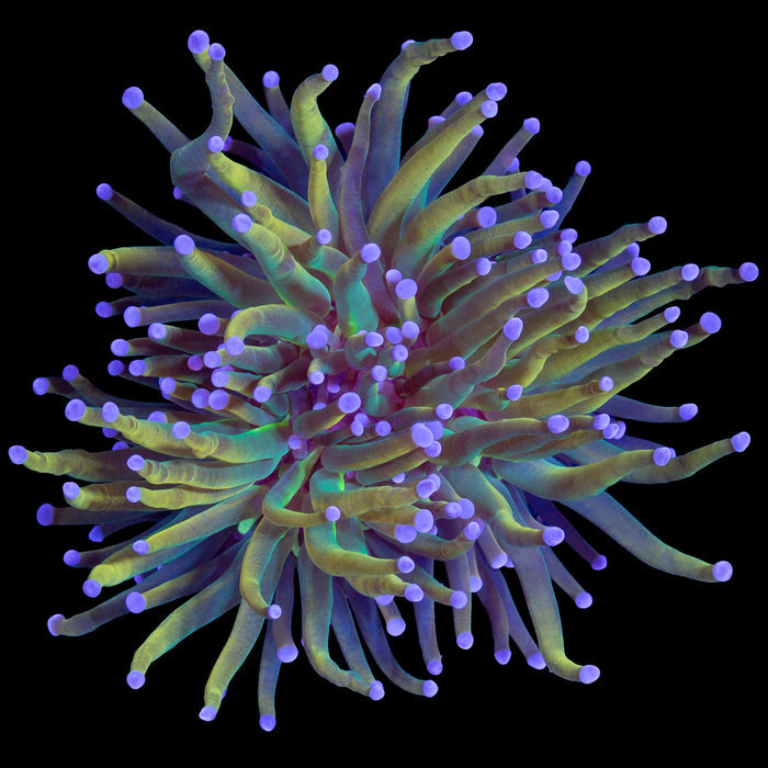 Holy Grail Torch Coral
