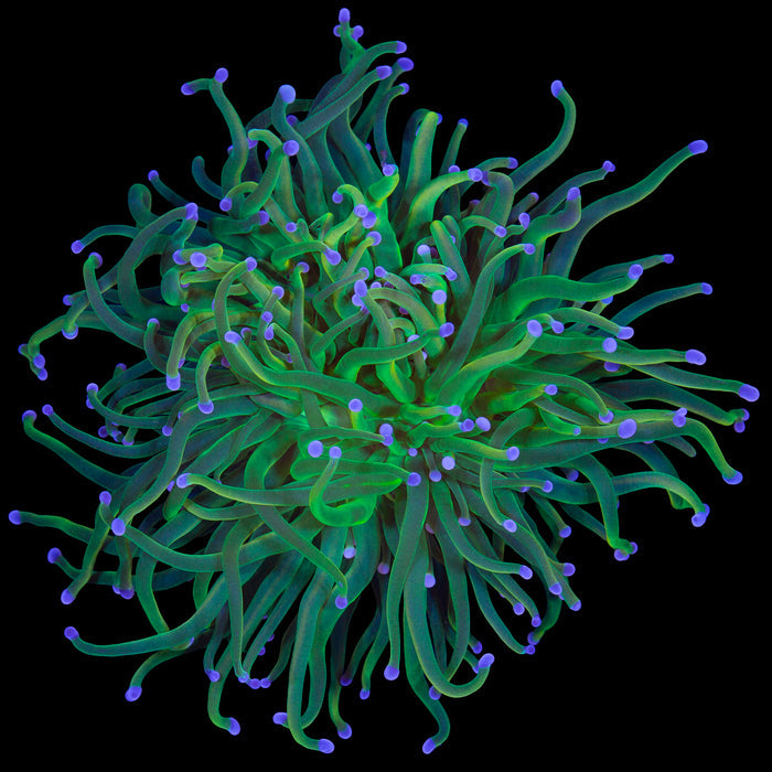 Holy Grail Torch Coral