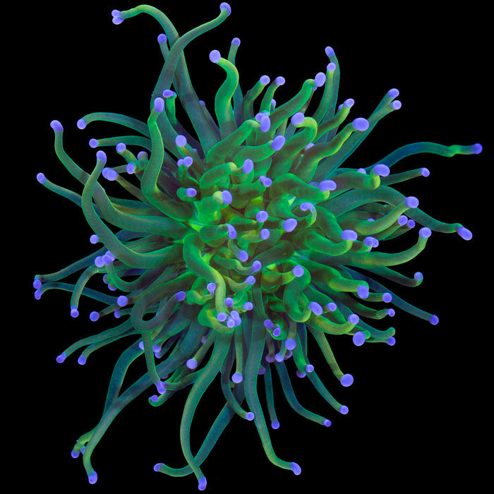 Holy Grail Torch Coral