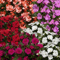 Impatiens New Guinea Florific Mix F1 Seed