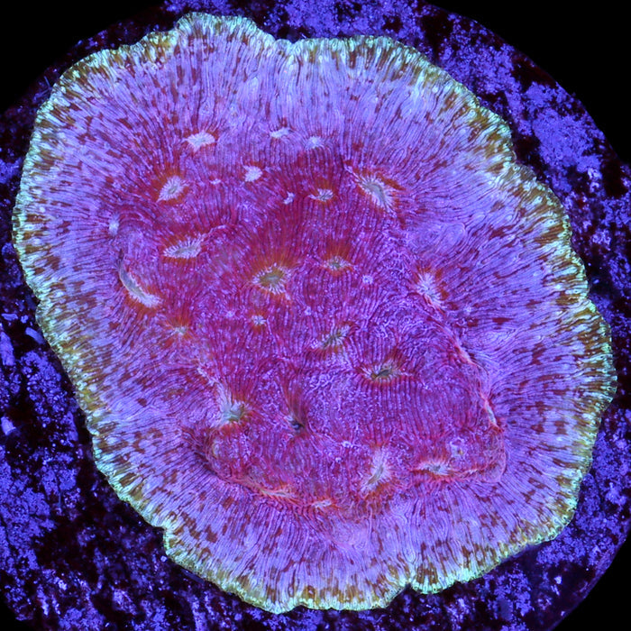 Klepto Leptoseris Coral