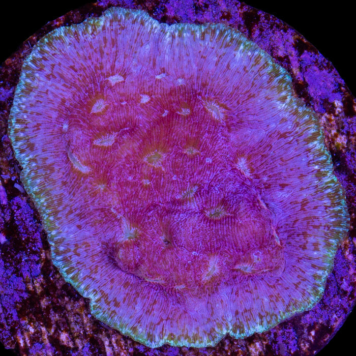Klepto Leptoseris Coral