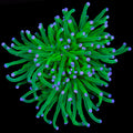 Malaysian Skittles Torch Coral