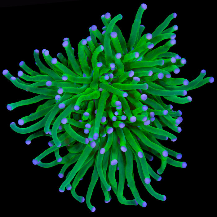 Malaysian Skittles Torch Coral