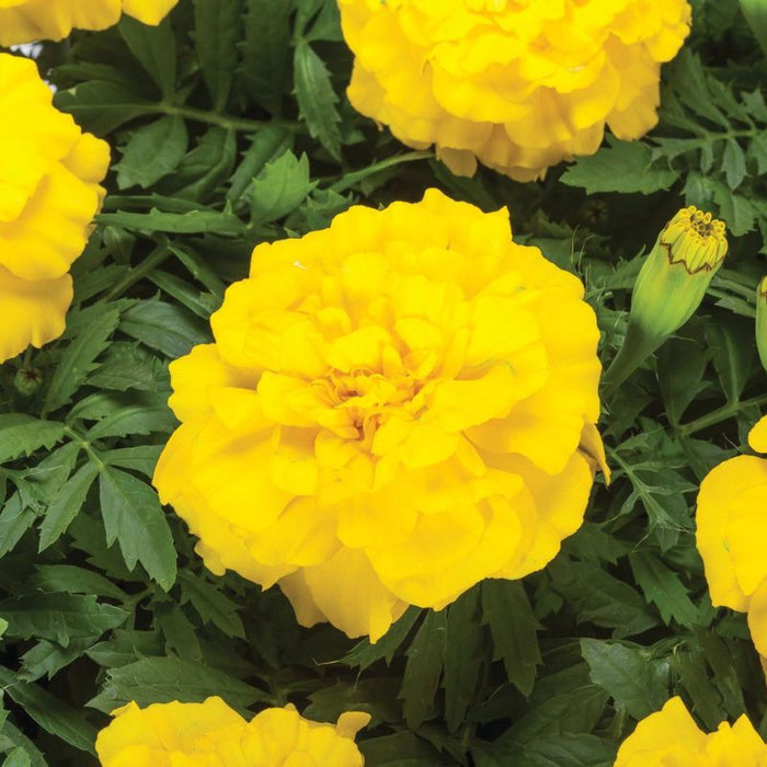 Marigold Endurance Yellow F1 Seed