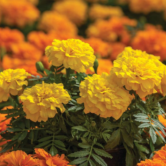 Marigold Endurance Yellow F1 Seed