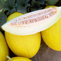 Melon Tweety F1 Seed