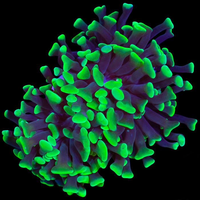 Metallic Green Branching Hammer Coral