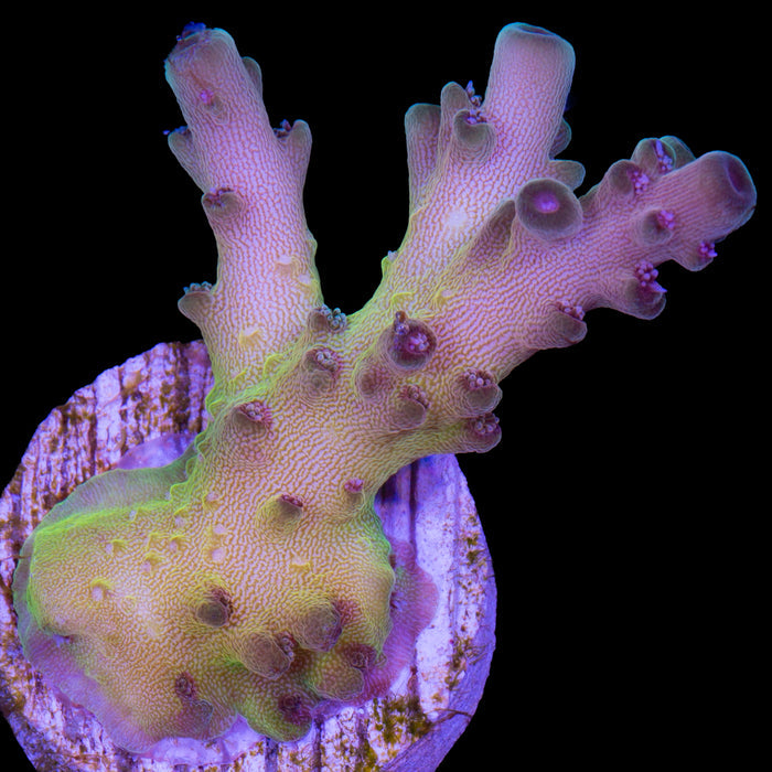 Mindbender Acropora Coral - 800 Grown - Lg Frag