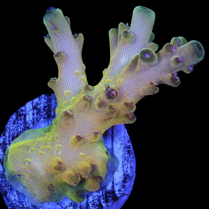 Mindbender Acropora Coral - 800 Grown - Lg Frag
