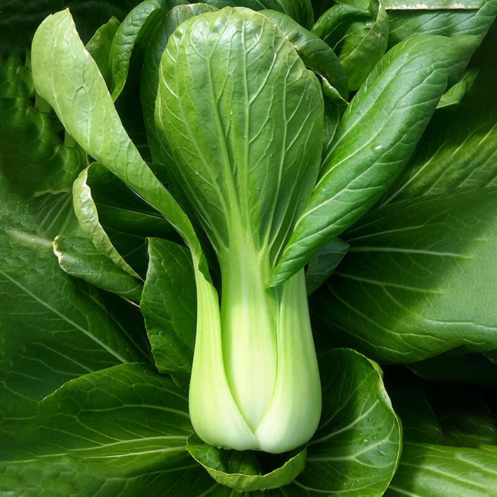 Pak Choi Raichu F1 Seed
