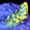 Pink Floyd Acropora Coral