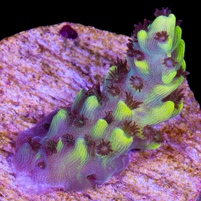 Pink Floyd Acropora Coral