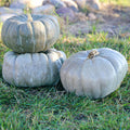Pumpkin Jade Knight F1 Seed