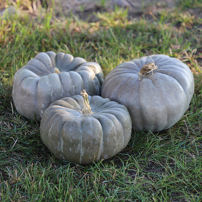 Pumpkin Jade Knight F1 Seed
