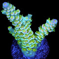 R66 Magic Marker Acropora Coral - 800 Grown - Lg Frag