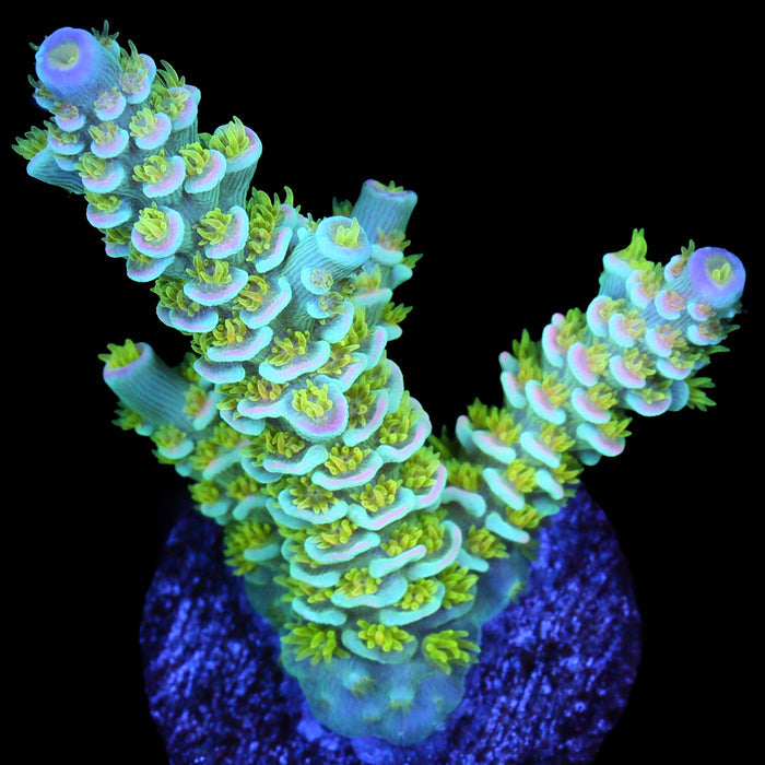 R66 Magic Marker Acropora Coral - 800 Grown - Lg Frag