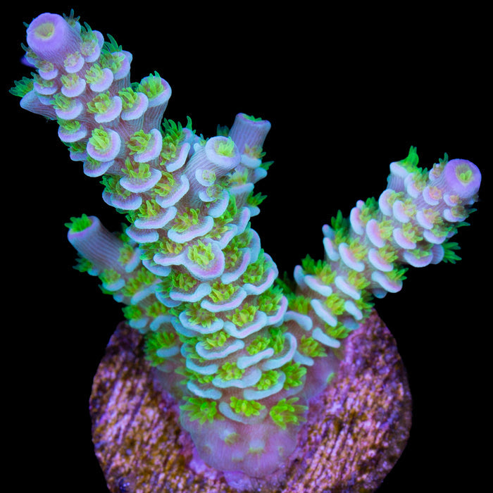 R66 Magic Marker Acropora Coral - 800 Grown - Lg Frag