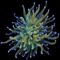Rapunzel Torch Coral