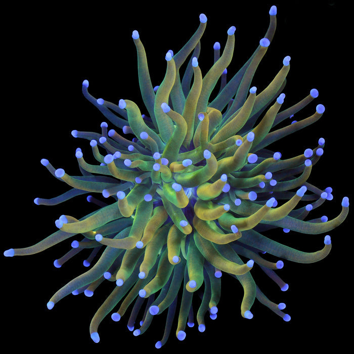 Rapunzel Torch Coral