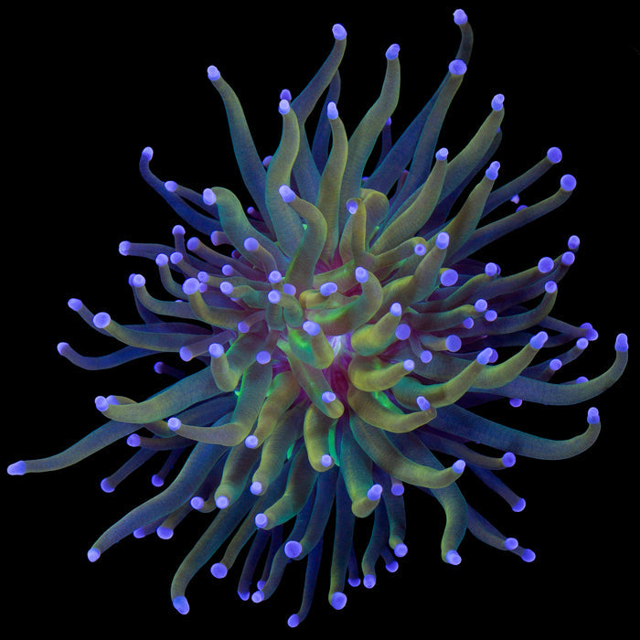 Rapunzel Torch Coral