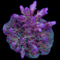 RRC OG Avenger Acropora Coral - 800 Grown - Lg Frag