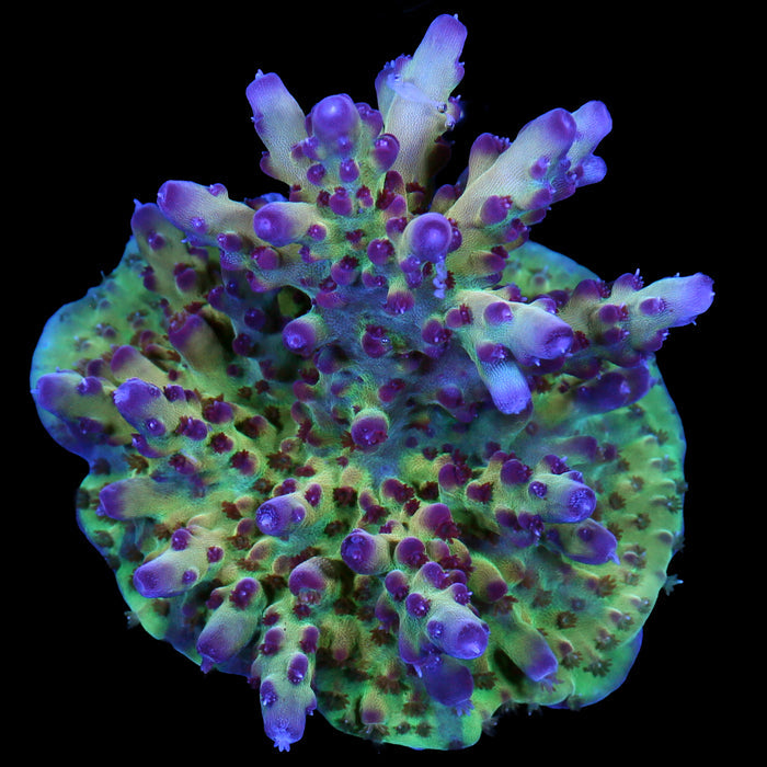 RRC OG Avenger Acropora Coral - 800 Grown - Lg Frag