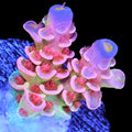 Superbird Acropora Coral